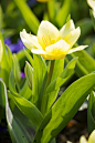 Tulipa tarda 'White Fire' 迟花郁金香"白色火焰"