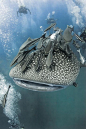 wtwtare:

Whale Shark
