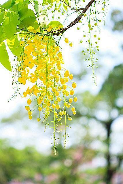 一念花开 一念花落