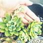 ∞  atsuko ☻ ∞ on Instagram: “*
大きくなったね、春萌さん☺︎＊
多肉植物