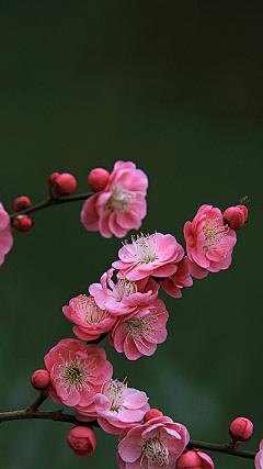 玉岭花采集到花卉