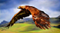 General 1920x1080 nature animals birds flying landscape depth of field eagle feathers wings hill