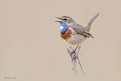 鸡蟹师采集到Bird