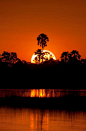 A burning sunset in the Okavango Delta, ...  燃烧的晚霞