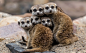 General 1920x1193 animals nature meerkats