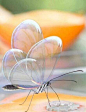 美洲墨西哥和巴拿马地区的透翅蝶Greta Oto，它们的翅膀透明剔透像玻璃一样....简直就像是童话里跑出的生物，生命如此唯美。