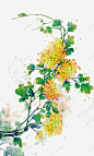 手绘花卉黄色菊花 免费下载 页面网页 平面电商 创意素材