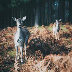 ［Louis]采集到Nature-animal