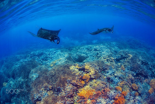 Manta Rays by Kjerst...