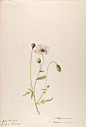 Poppies (Papaveraceae) taken from ‘Water-color Sketches of Plants of North America and Europe’ by Helen Sharp. Published 1888.
Lenhardt Library, Chicago Botanic...