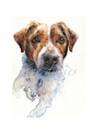 jack russell terrier, a watercolour painting by artist jane davies