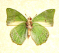 Charaxes eupale verso Real framed African Green Leaf Mimic Butterfly