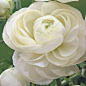 Persian Buttercup, Ranunculus White