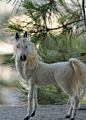 Needle felted horse. OOAK Collectible artist wool soft sculpture by Daria Lvovsky. <3