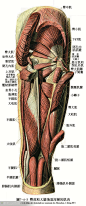 人体解剖--骨骼，肌肉很全面的套图