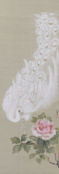 White Peacock, Kikuchi Shokin. Japanese hanging scroll painting.: 