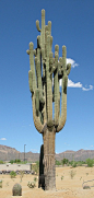 Giant Giant Saguaro.  This one is very old.