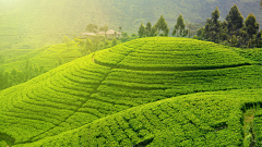 前路茫茫采集到茶山