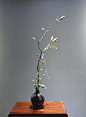 花器：日式陶胆瓶   花材：垂丝海棠 菊花
