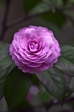 墨紫熏采集到花朵