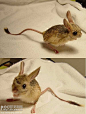长耳跳鼠形态比较特殊，可独自构成一亚科。 与其它跳鼠相比，长耳跳鼠吻尖，眼小而耳朵极大，几乎有头长的一半，是耳朵比例最大的动物。双腿似袋鼠，与身体不成比例。常被描述为“沙漠中的米老鼠”。
体长8～10.5厘米，尾长15～19厘米,尾端具尾穗；长3.8～4.7厘米，占体长的40～50%，后足5趾。