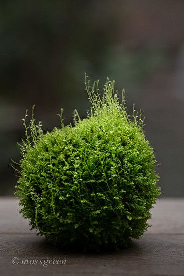 苔青_新浪博客