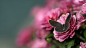 1920x1080 Wallpaper butterfly, flower, flying, beautiful