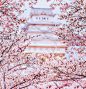 『摄影师』Kristina Makeeva：樱花下的日本古都风光 - 新摄影