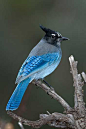 The Steller's Jay is Native to western North America: 