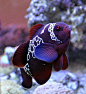 libutron:

Fish Lightning - Maroon Clownfish | ©Tahir Mahmud
The Maroon Clownfish or Spinecheek Anemonefish, Premnas biaculeatus (Perciformes - Pomacentridae), is a species of clownfish that is found in the Indo-West Pacific, including the coasts of India