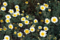 「早安,生日花」 7.18 春菊

  七月十八日  生日花：春菊（Crown Daisy）  花语： 丽（fascination）  　　在欧洲，特别是地中海东部地区，春菊是广为人知的野生花。每年一到春天的花期，就会开出满山遍野鲜黄色花朵，彷佛一块美丽的地毯，因此它的花语就是－ 丽。  　　凡是受到这种花祝福而诞生的人个性爽朗，一举手一投足均有一股令人难以抗拒的魅力，成为许多人崇拜的对象。不过，小心玩火般的爱情游戏，会带来意想不到的麻烦！          大片大片的很好......