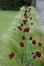 Stipa Tenuissima and Black Tulips: 