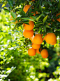 树枝上的橘子 图片素材(编号:20140610083324)-水果蔬菜-餐饮美食-图片素材 - 淘图网 taopic.com