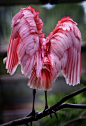 Pink flamingo