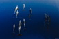 几只狗一群海豚的水下摄影-夏威夷大岛 