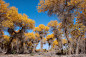 美如幻境的新疆轮台胡杨林 : 金秋十月，是胡杨最美的季节，层林尽染，将沙漠装点的像童话世界般美丽。