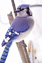 Blue Jay