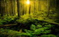 General 1920x1200 nature landscape ferns forest trees moss green shrubs plants sunlight lens flare