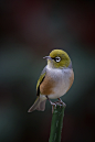 红肋绣眼鸟
EmuWren : Photo