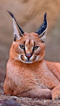 caracal_big_cat_lay_59900_640x1136 | Flickr - Photo Sharing!