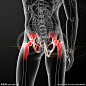 盆骨肌肉骨骼结构