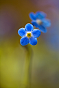  Forget me not 