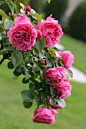 玫瑰“莱昂纳多·达·芬奇”