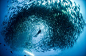 组图：澳夫妇墨西哥潜水被鱼群“包围”_新闻_腾讯网