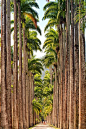 Botanico Imperial Palms, Rio de Janeiro - brazil