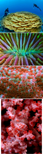 一组来自美国国家地理的关于珊瑚的摄影图片，1、首次发现的500岁耳垂形珊瑚；2、炫彩的蘑菇珊瑚；3、密集的粉色珊瑚；4、伪装成珊瑚的海马.