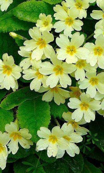 Primroses, England