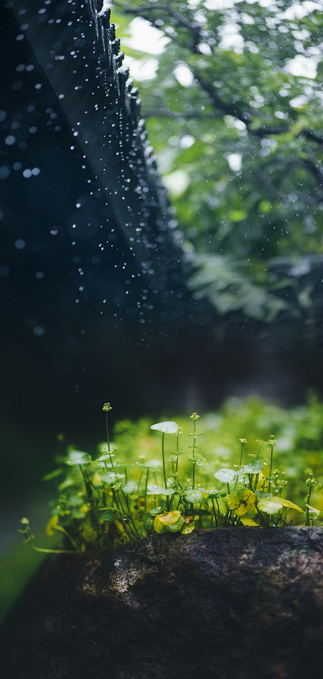 谷雨 雨水