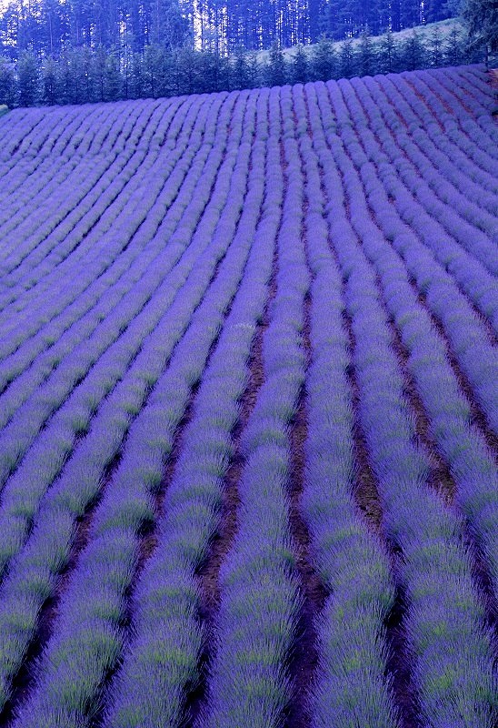 在富良野薰衣草田，北海道
Lavende...