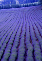 在富良野薰衣草田，北海道
Lavender field in Furano, Hokkaido